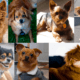 Pomeranian Dachshund Mix