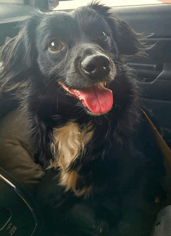 Pomeranian Weiner Dog Mix