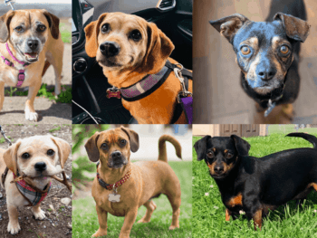 Pug Dachshund Mix