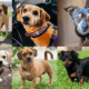 Pug Dachshund Mix