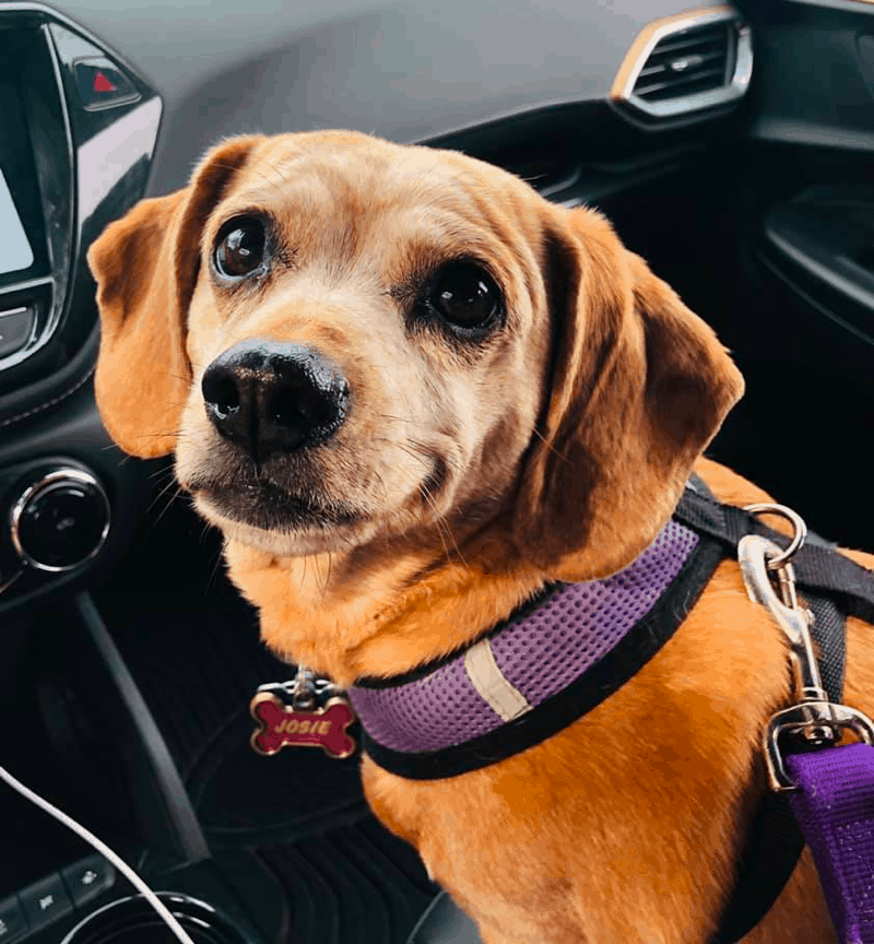 Pug Dachshund Mix Temperament