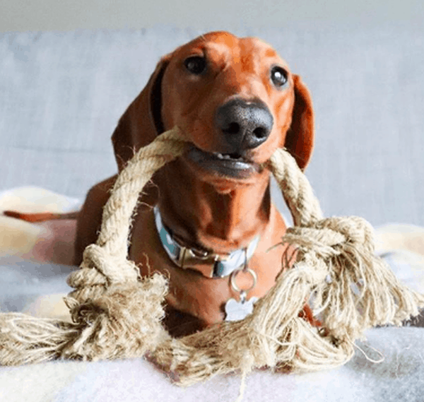 Rope and Tug Toys dachshund