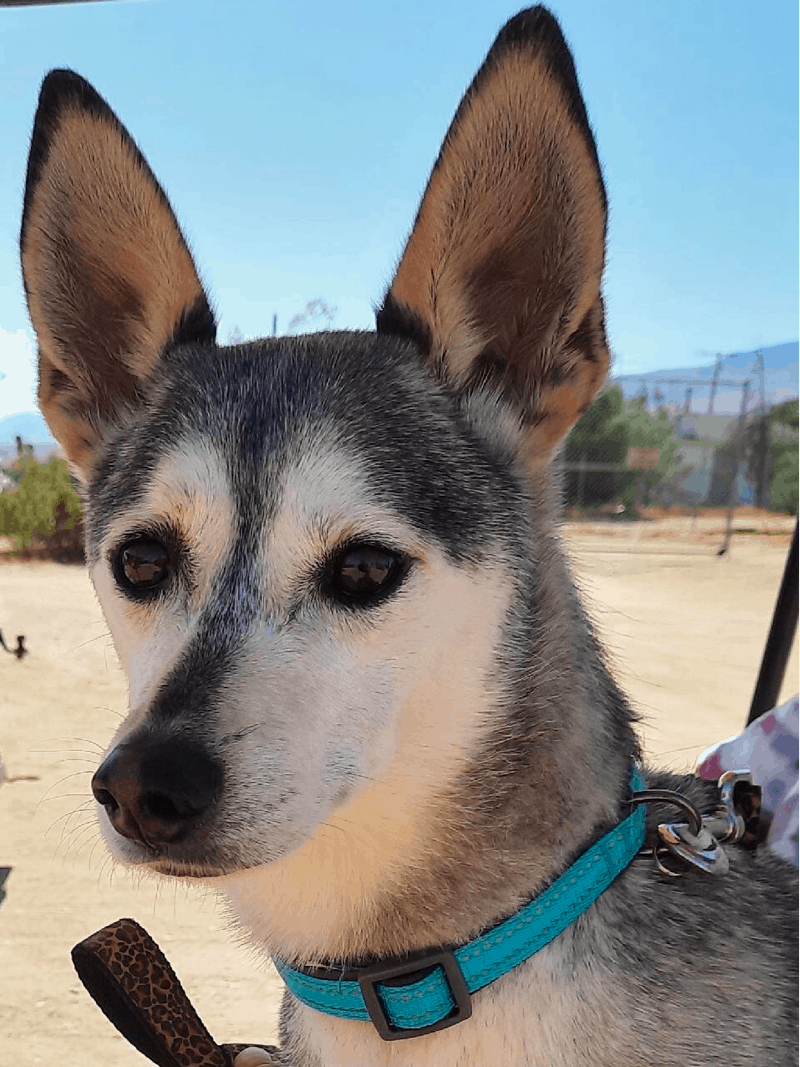 Siberian Husky Dachshund Mix