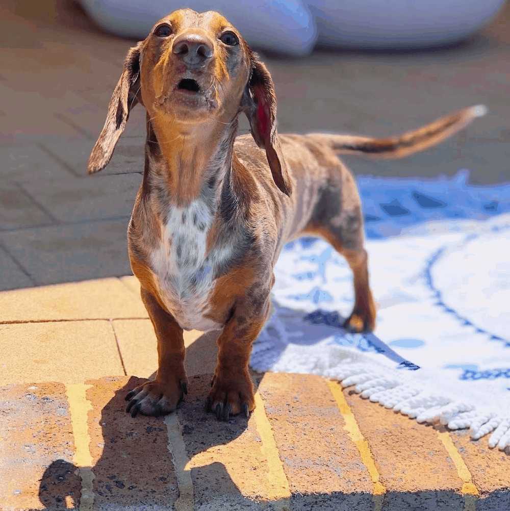Why Won't My Dachshund Stop Barking