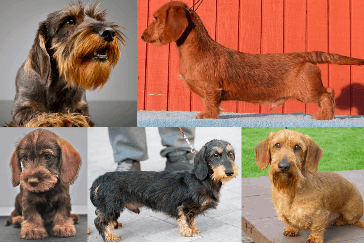 Wire-haired Dachshund Colors