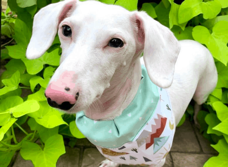 albino dachshunds