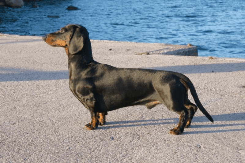 black and tan dachshunds