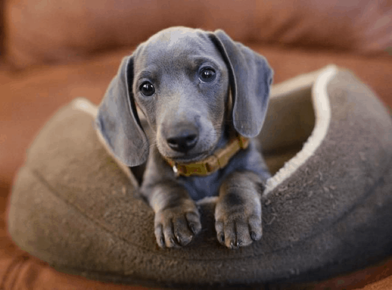 blue doxie