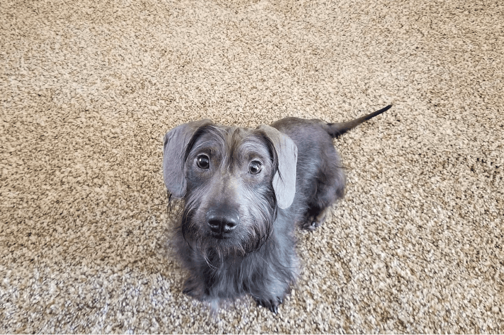 blue long haired dachshund