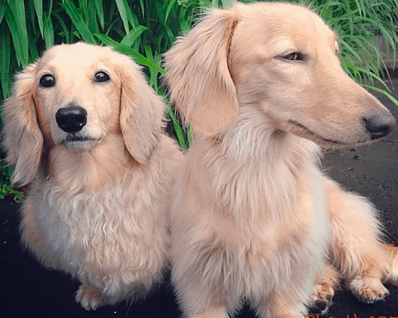 cream dachshunds