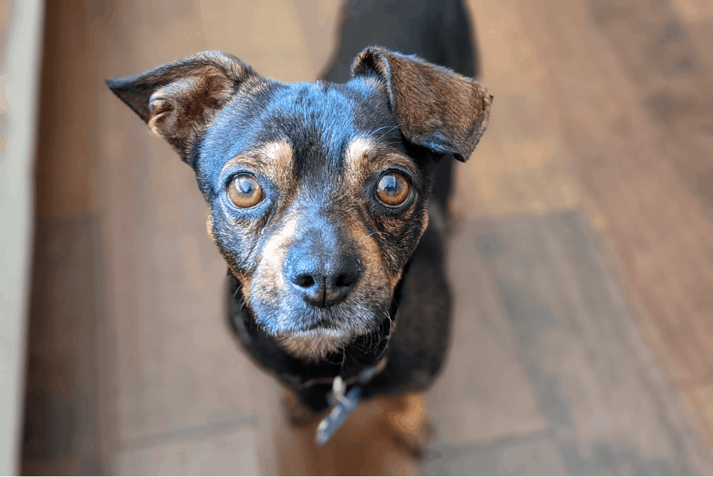 dachshund pug mix