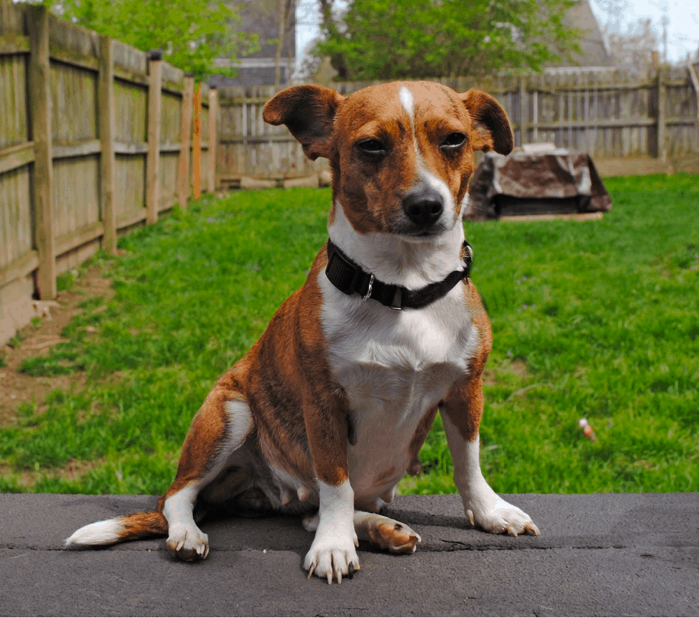 Jack Russell Terrier Dachshund Mix Breed Info, Temperament, and Facts