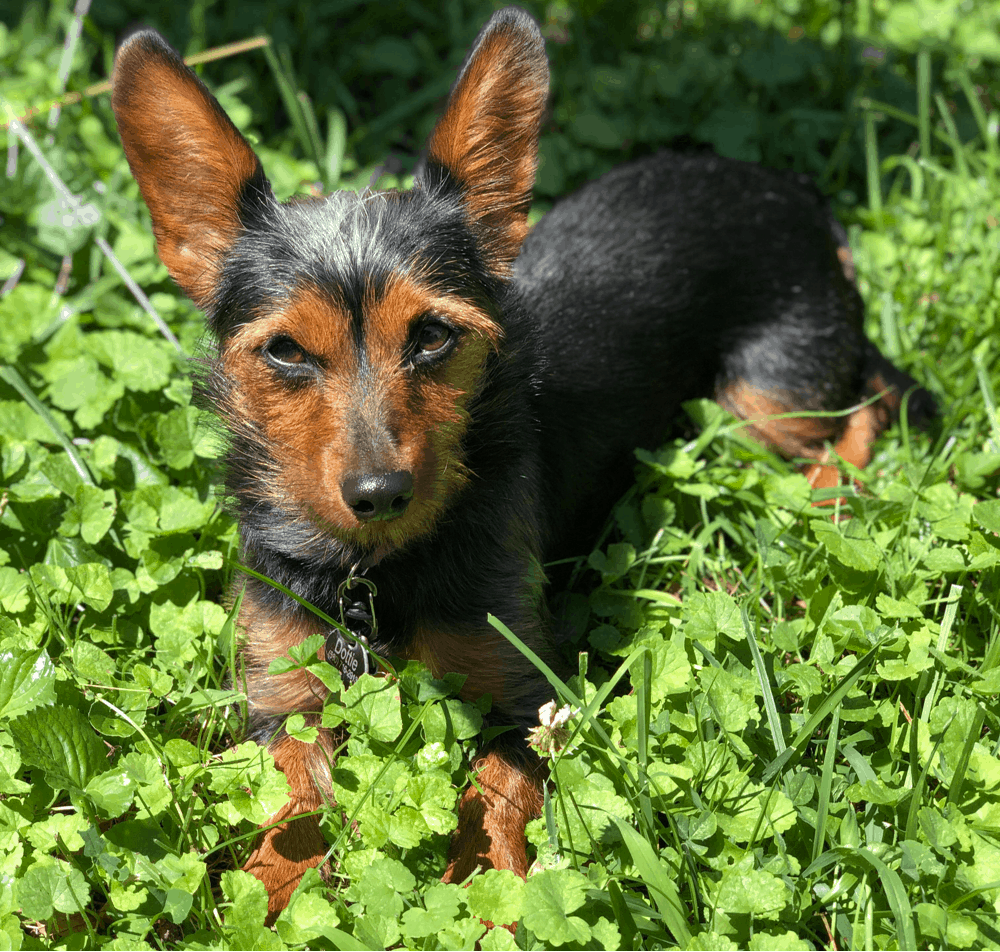 dachshund yorkie mix
