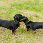 Dachshund in Heat – Understanding and Caring for Your Dachshund During the Heat Cycle