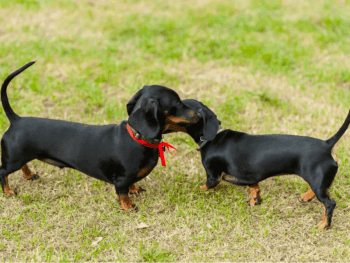 dachshunds in heat