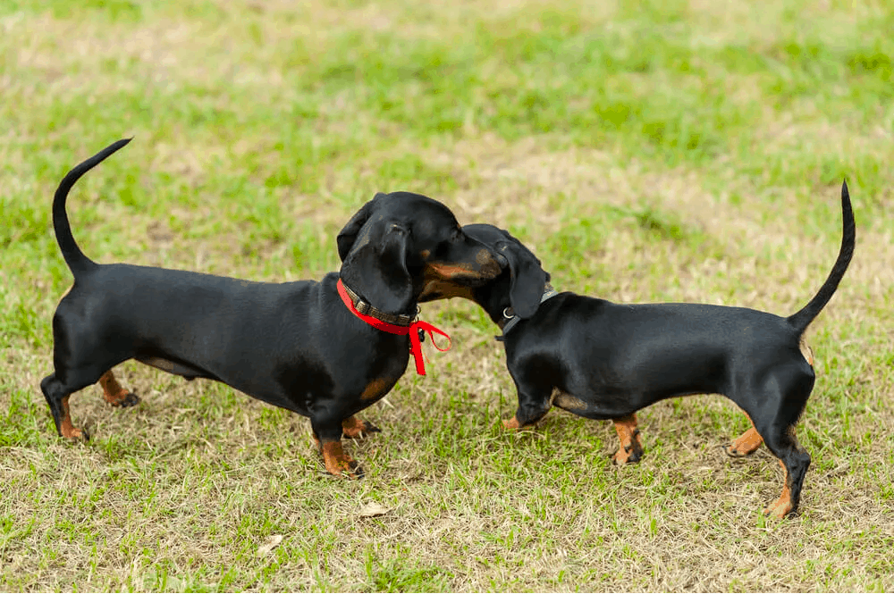 dachshunds in heat