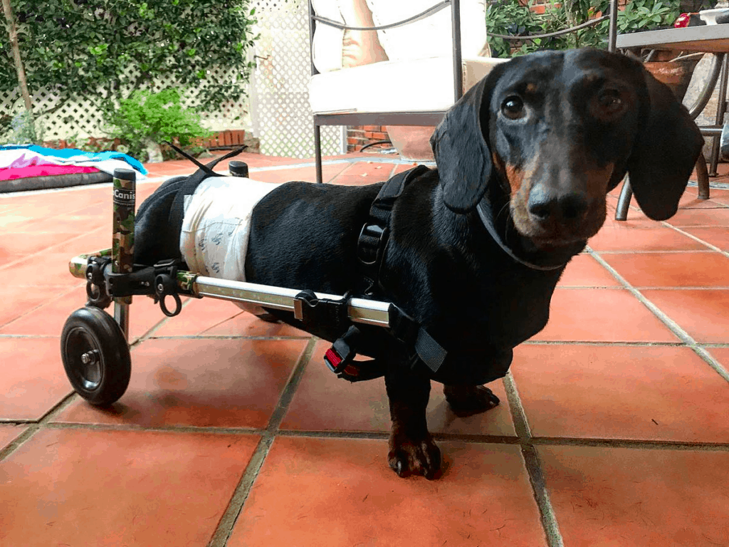 dog wheelchair for back legs
