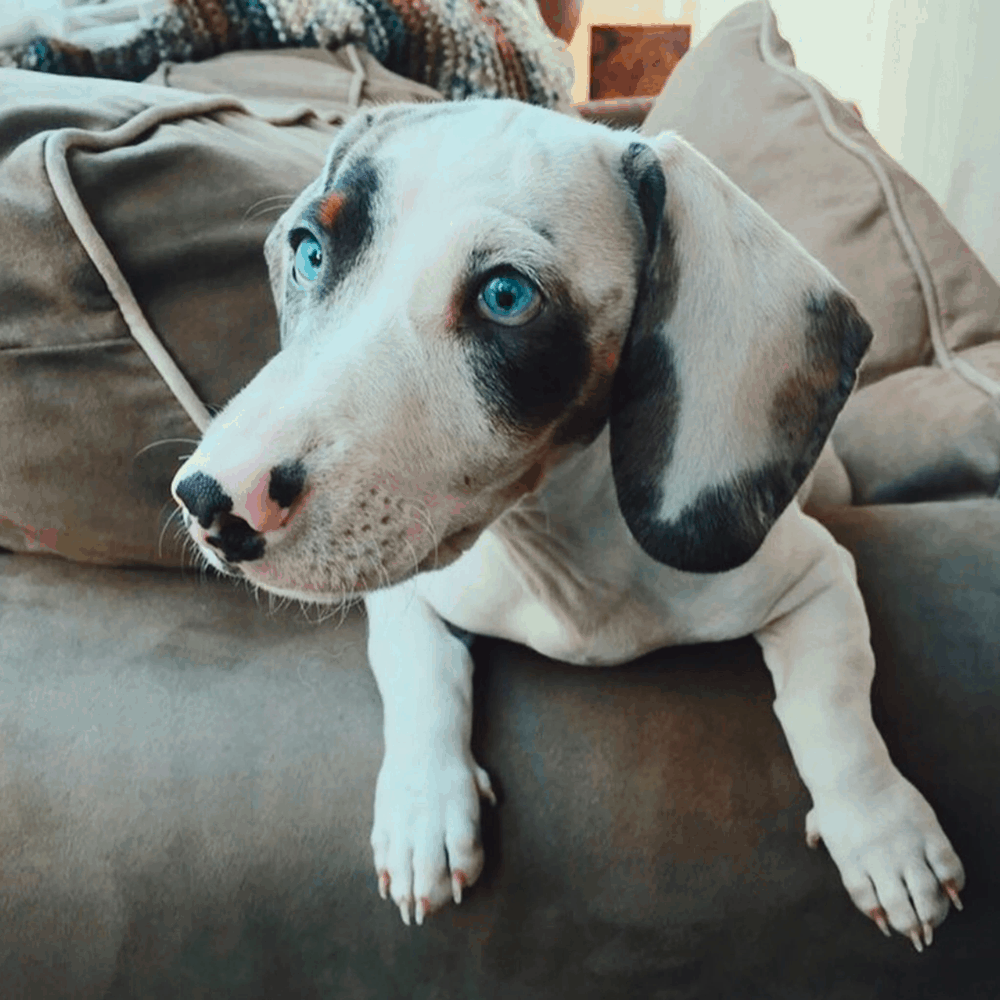 double dapple dachshund