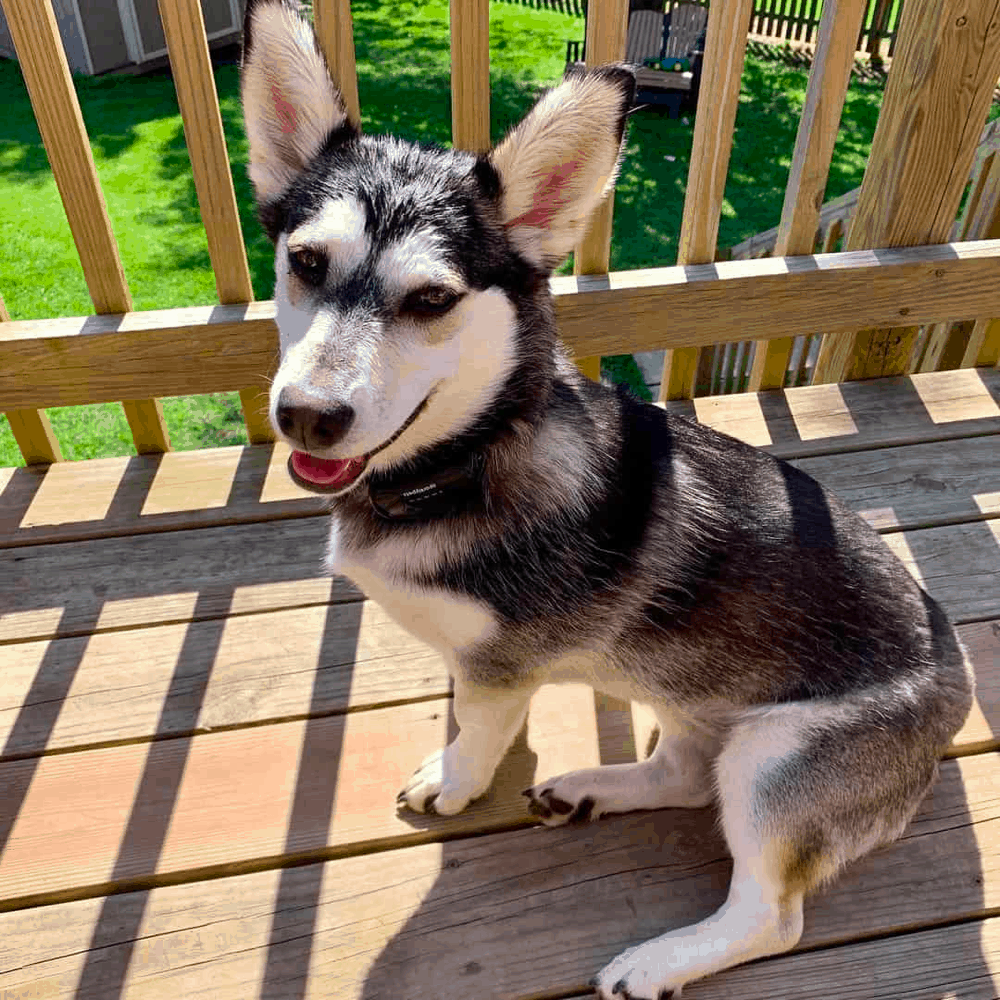 full grown dachshund husky mix