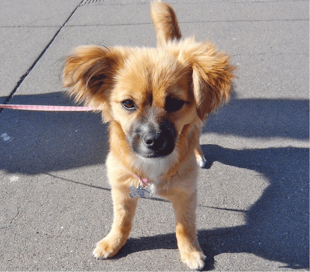 pomeranian dachshund mix puppy