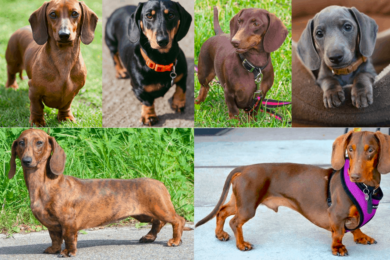 short-haired Dachshund colors