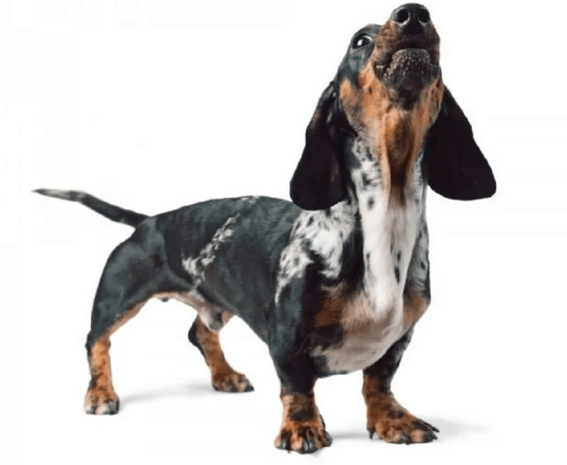 how to train your dachshund not to bark