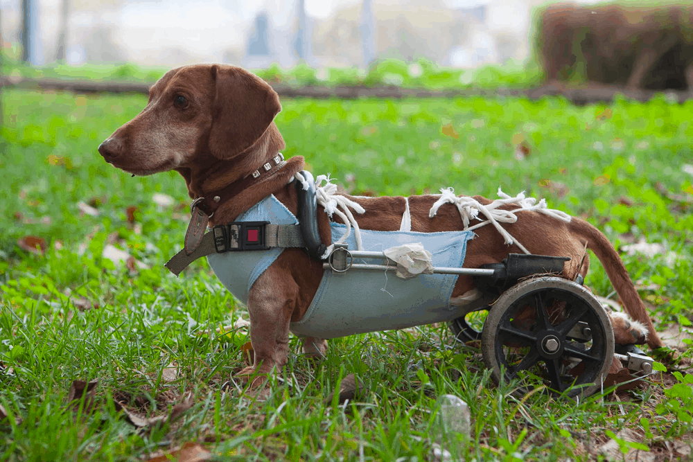 weiner dog wheelchair