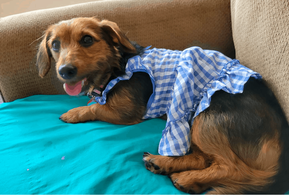 what is a dorkie