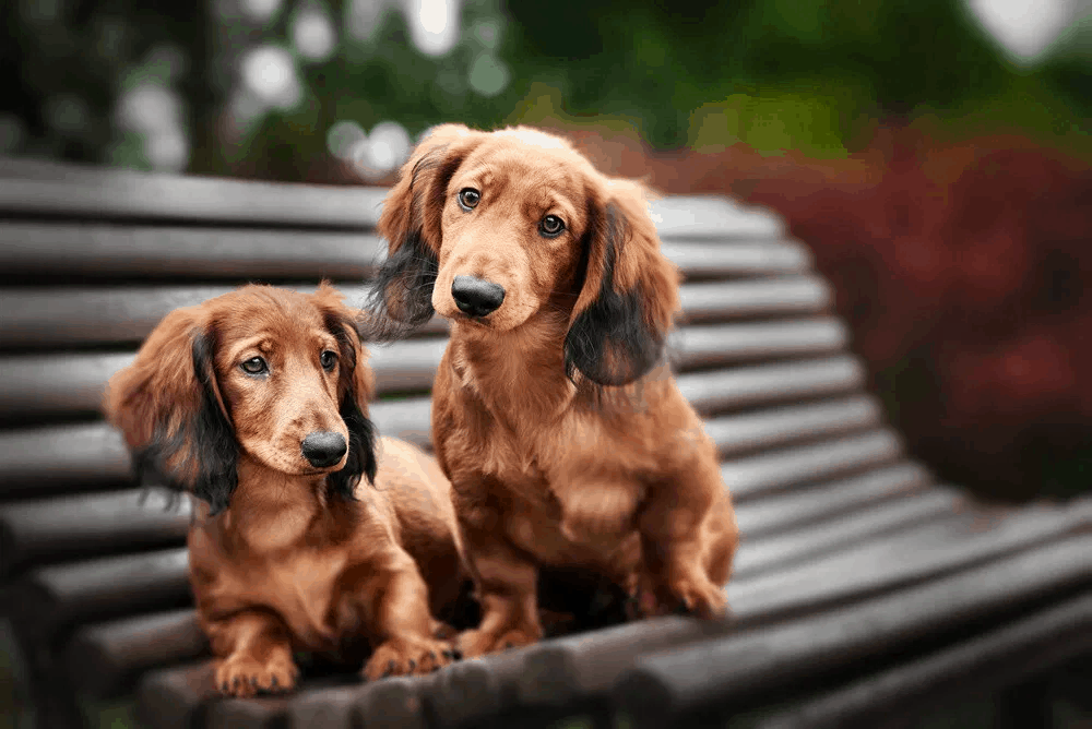 when do dachshunds go into heat