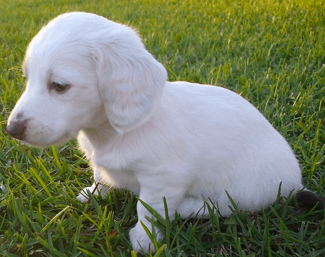 white dachshunds