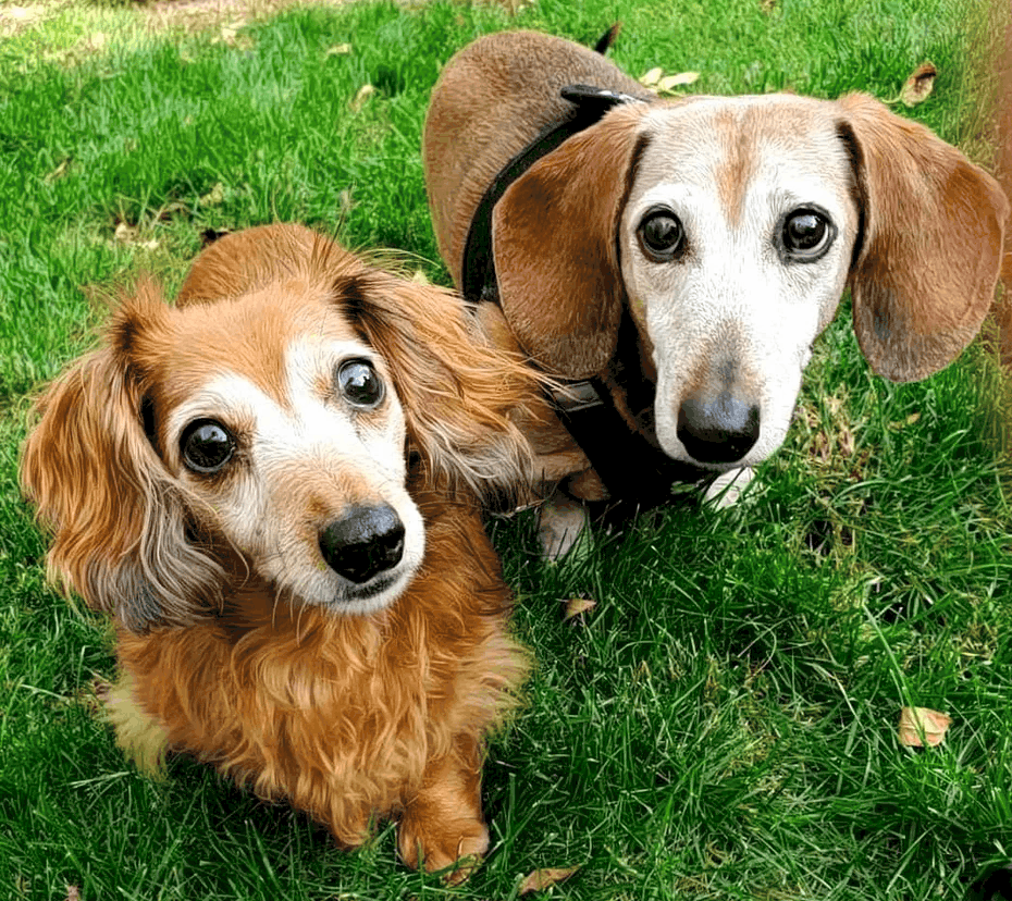 16 year old dachshunds