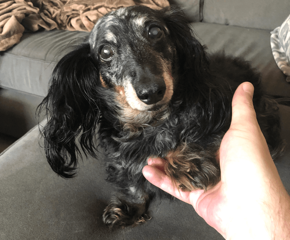 16 year old miniature long-haired dachshund