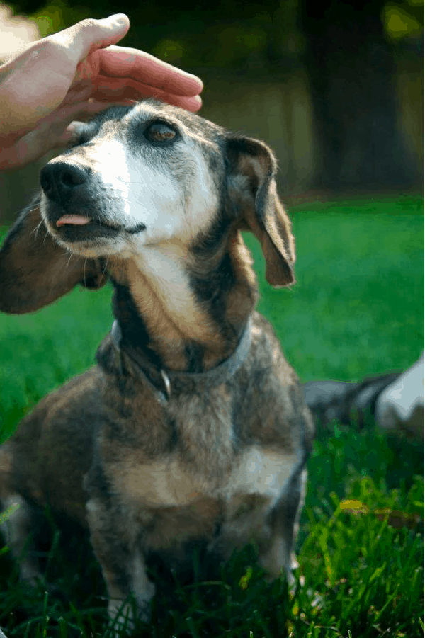 18 year old dachshund