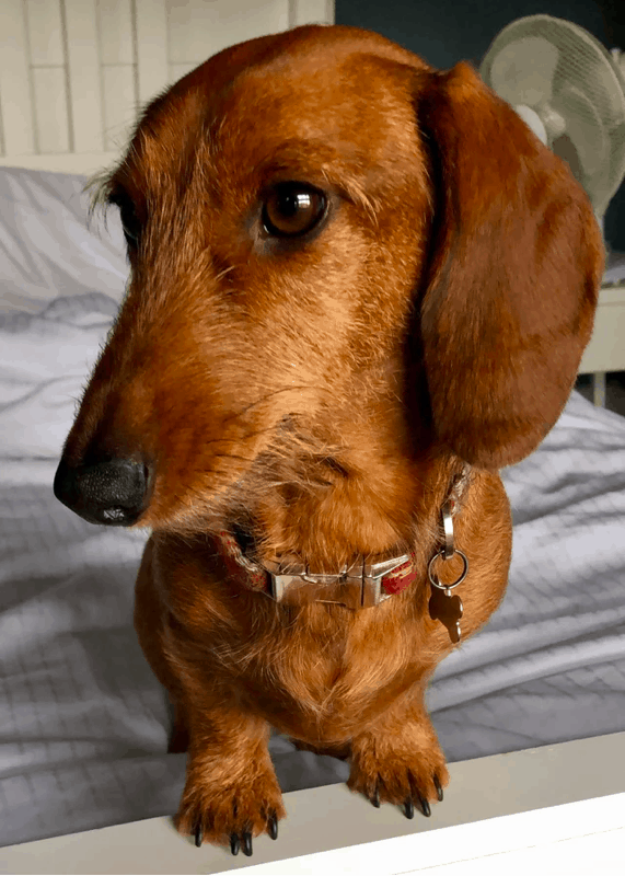 2 year old wire-haired tweenie dachshund