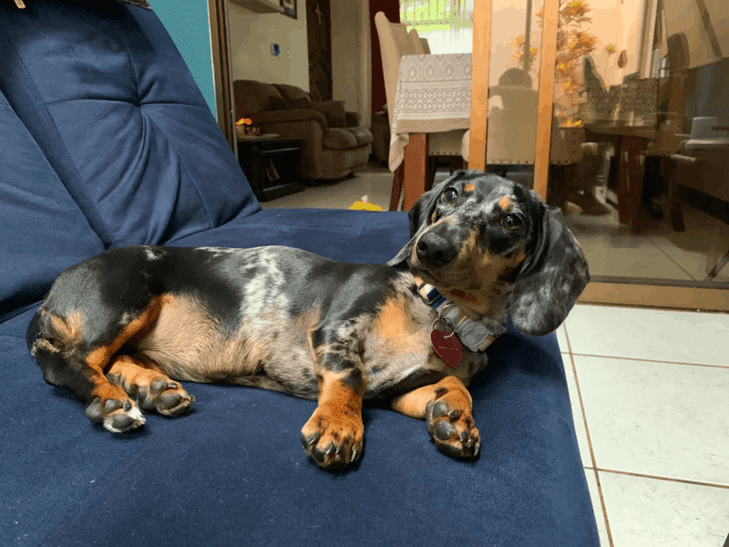 how big do mini dachshunds get