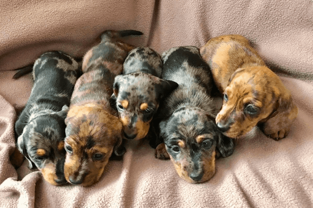 8 week old Dachshund puppies