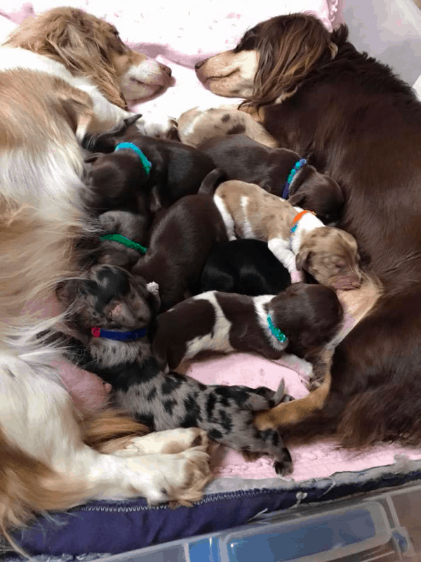AJM Dachshund Breeder in Missouri