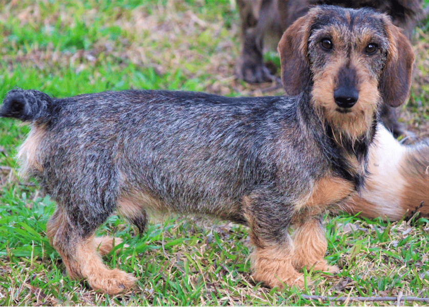 American Dachshunds Breeder in Texas