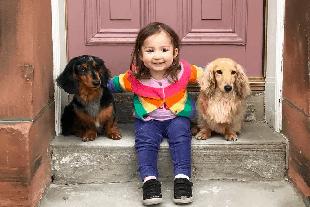 Are Dachshunds Good With Kid