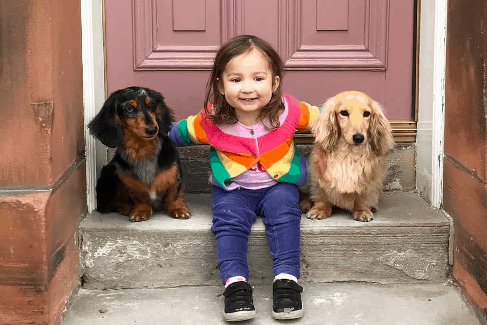 You Ask Are Dachshunds Good With Kids – I Ask Who’s Raising Them?