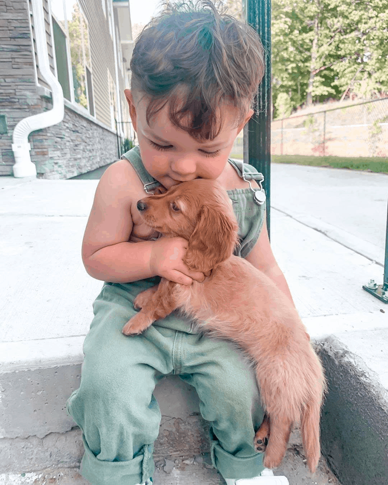 Are Dachshunds Good With Kids