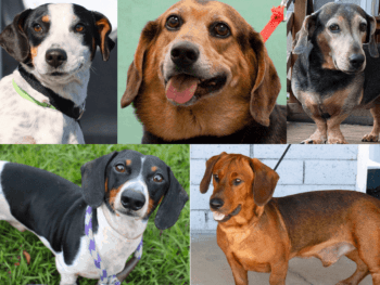 Basset Hound Dachshund Mix
