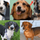 Basset Hound Dachshund Mix