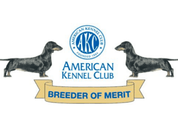 Best Dachshund Breeders