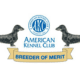 Best Dachshund Breeders