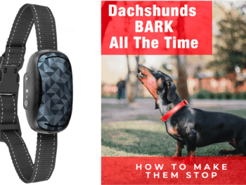 Best Dog Bark Collars for Dachshunds