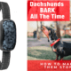 Best Dog Bark Collars for Dachshunds