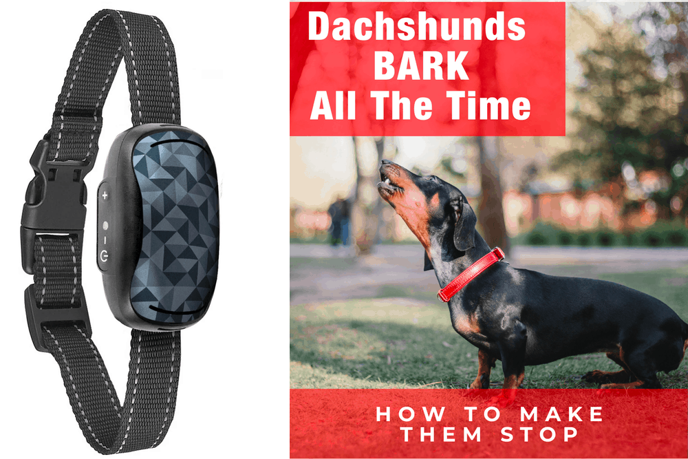 Best Dog Bark Collars for Dachshunds
