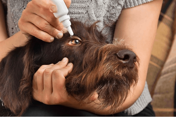 Best Eye Wash for Dachshunds