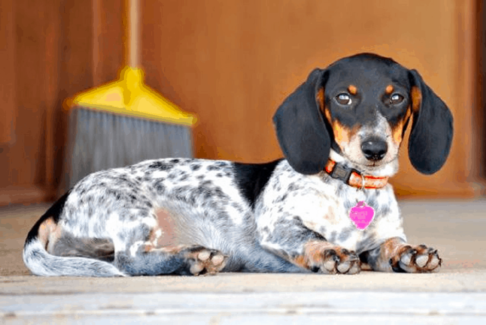 Black piebald Dachshund